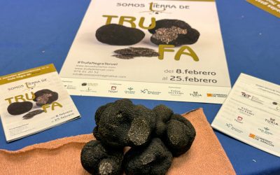 La trufa se apodera del sur de Aragón