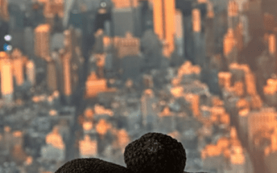 Investigadores del CITA contribuirán en Nueva York a difundir el conocimiento de la trufa negra, a través de Trufforum