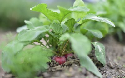 El Comité Aragonés de Agricultura Ecológica celebrará elecciones en junio