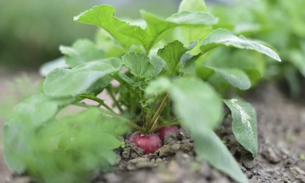 El Comité Aragonés de Agricultura Ecológica celebrará elecciones en junio