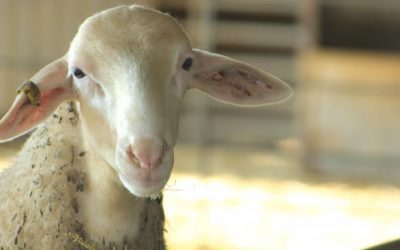El Gobierno de Aragón convoca la línea de apoyo a acciones de cooperación para la innovación tecnológica en el sector agrario