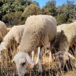 El CIHEAM Zaragoza y la FAO crean la Red Mediterránea de Sistemas Ganaderos Sostenibles