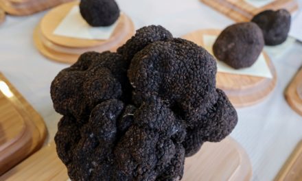 La trufa con mejor aroma, premio Borsao, del concurso de Veratruf, subastada por 2000 euros