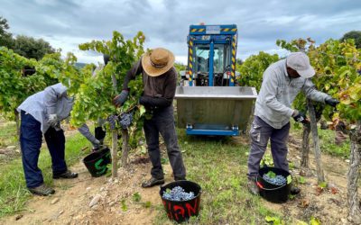VINOvidiVINCI. Otra vendimia que concluye