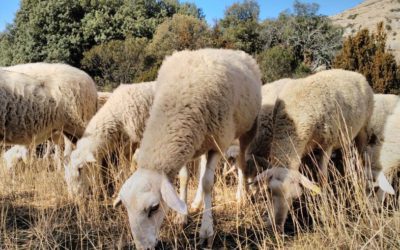 Aragón insta al Ministerio de Agricultura a pedir a Bruselas una flexibilización del reglamento sobre el uso de la lana