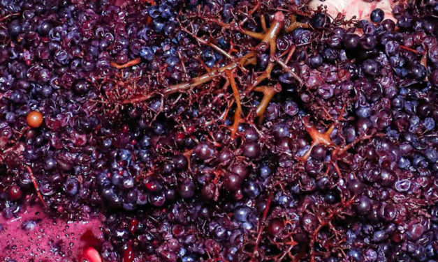 Revista Gastro Aragón 90: De la uva al vino. La vendimia