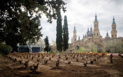 El Jardín de la Garnacha comienza a lucir con 129 vides plantadas en el parque de Macanaz