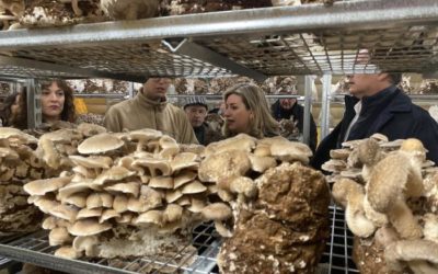 Nace Laderas del Moncayo, un proyecto de setas ecológicas