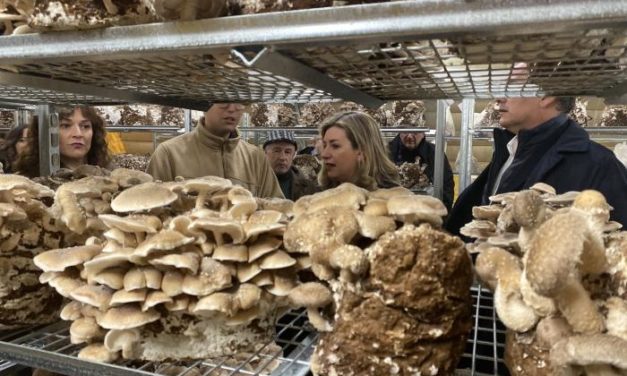 Nace Laderas del Moncayo, un proyecto de setas ecológicas
