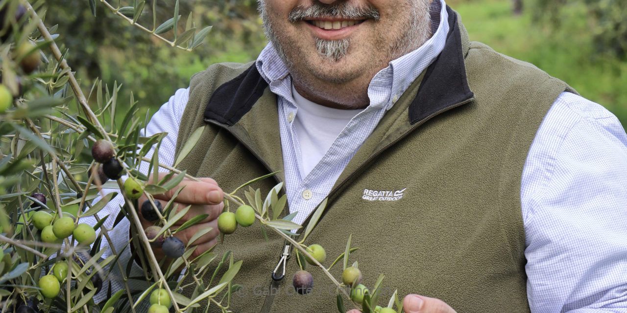 El aceite aragonés brilla: la UE concede la DOP al Aceite del Somontano