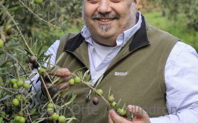 El aceite aragonés brilla: la UE concede la DOP al Aceite del Somontano