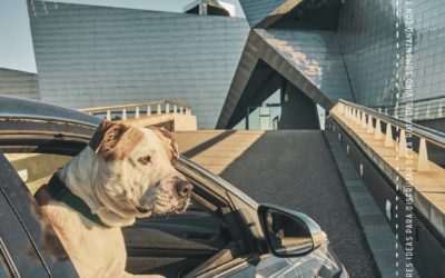 Cinco perros en adopción protagonizan la nueva campaña de la Ruta del Vino Somontano: “Enoturismo con perros”