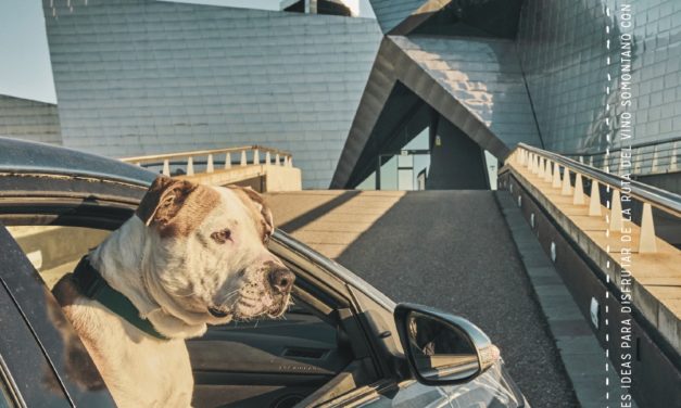 Cinco perros en adopción protagonizan la nueva campaña de la Ruta del Vino Somontano: “Enoturismo con perros”