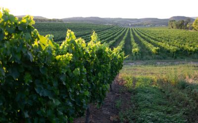 El Gobierno de Aragón convoca ayudas para la reconversión de viñedos por 2,7 millones de euros