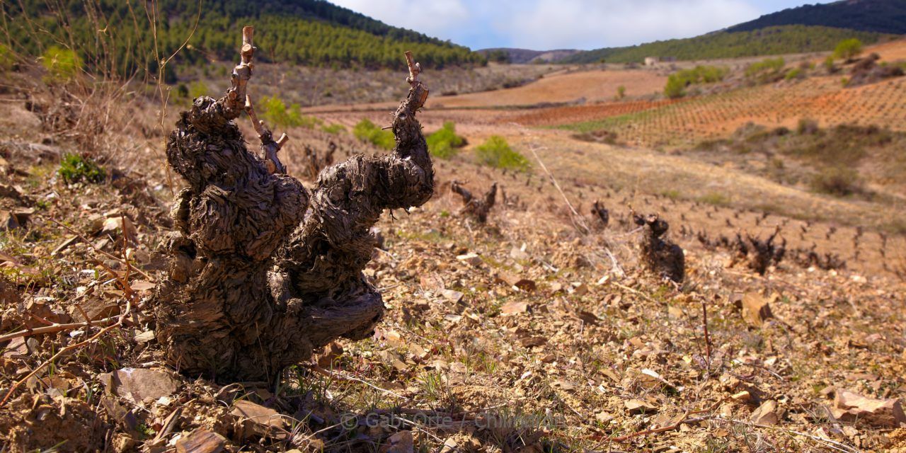 VINOvidiVINCI. El matrimonio Aragón EEUU