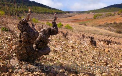 VINOvidiVINCI. El matrimonio Aragón EEUU