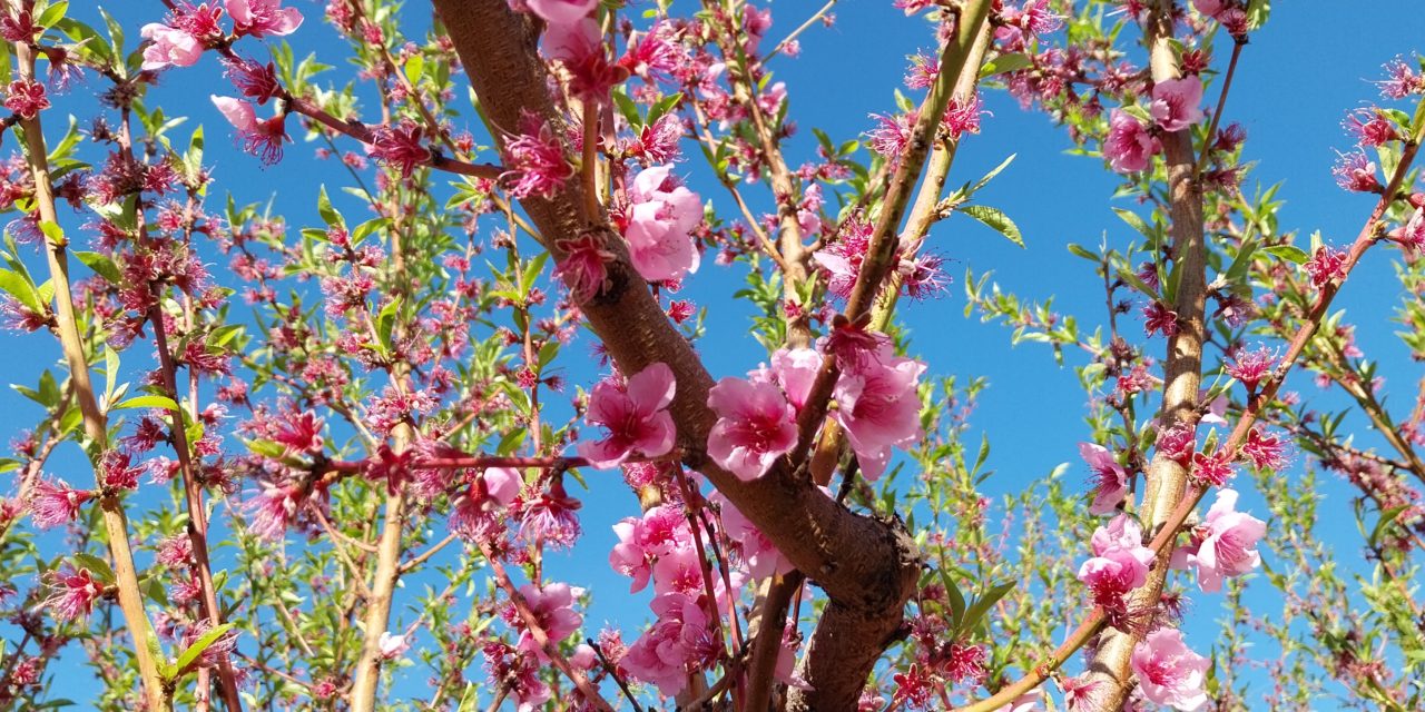Finaliza el proyecto ADAPFRUTCC con claves para adaptar la fruticultura al cambio climático