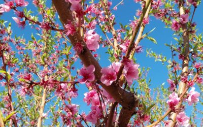 Finaliza el proyecto ADAPFRUTCC con claves para adaptar la fruticultura al cambio climático