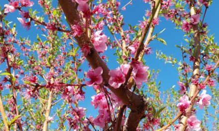 Finaliza el proyecto ADAPFRUTCC con claves para adaptar la fruticultura al cambio climático
