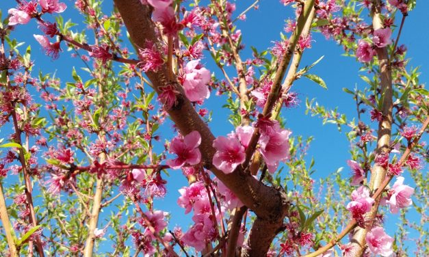 Finaliza el proyecto ADAPFRUTCC con claves para adaptar la fruticultura al cambio climático