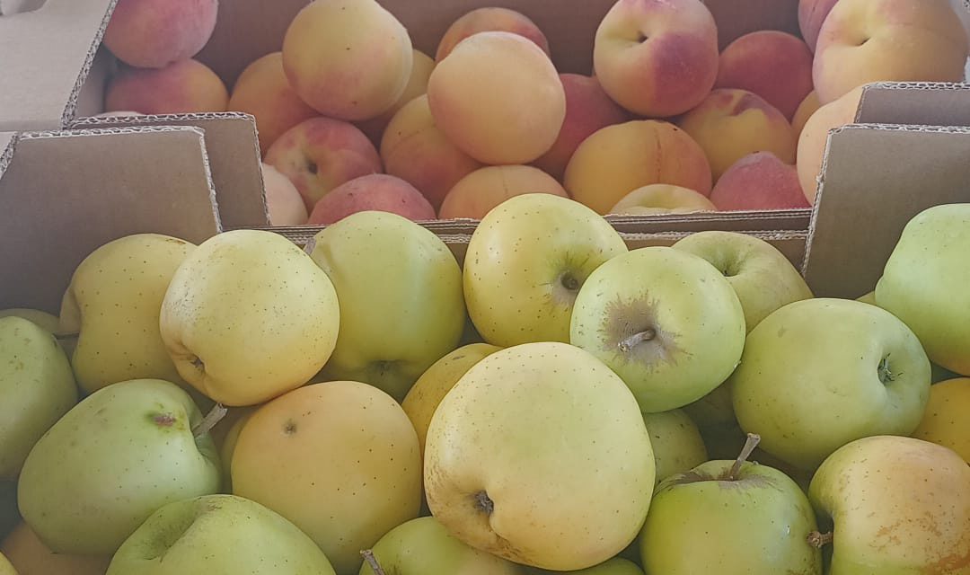Previsión de la campaña de fruta 2026