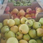 Previsión de la campaña de fruta 2026