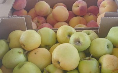 Previsión de la campaña de fruta 2026