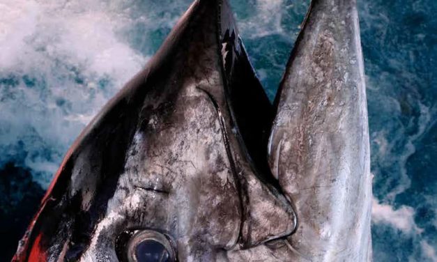 Revista Gastro Aragón 106. Bonito Atún