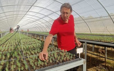 El vivero de Ejea produce más de 586.000 plantas para el Plan de Reforestación de Aragón 2024-2027