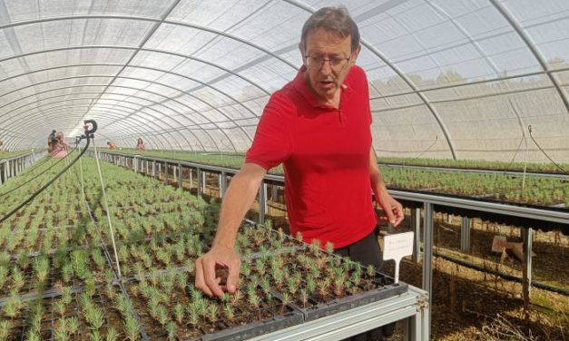 El vivero de Ejea produce más de 586.000 plantas para el Plan de Reforestación de Aragón 2024-2027