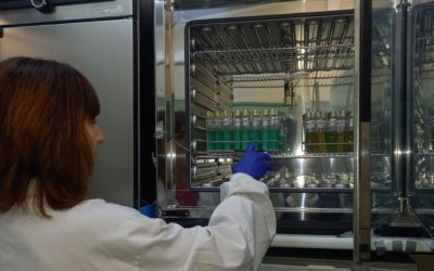 El estudio genético confirma que el origen del brote de salmonelosis en Barbastro fue el tomate triturado de las tostadas