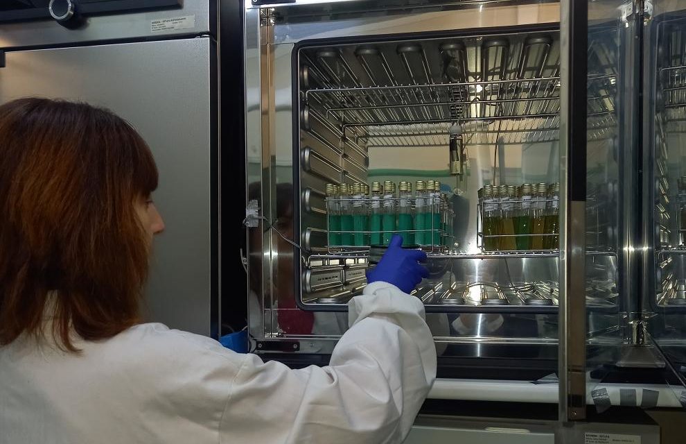 El estudio genético confirma que el origen del brote de salmonelosis en Barbastro fue el tomate triturado de las tostadas