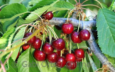 Las autoridades de China autorizan la importación de cereza española