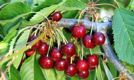 Las autoridades de China autorizan la importación de cereza española