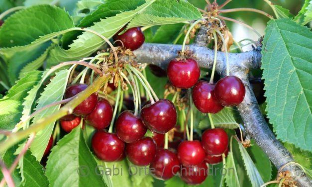Las autoridades de China autorizan la importación de cereza española