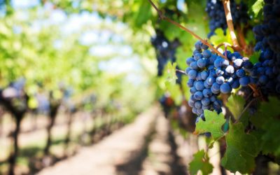 La Diputación de Zaragoza destina cerca de 500 000 euros en ayudas directas a las tres Denominaciones de Origen del vino de la provincia