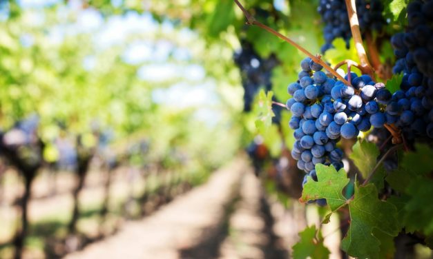 La Diputación de Zaragoza destina cerca de 500 000 euros en ayudas directas a las tres Denominaciones de Origen del vino de la provincia