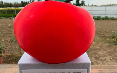 Tomate Zaragozano, de variedad en peligro de extinción a Mejor Tomate de España 2025