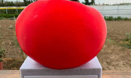 Tomate Zaragozano, de variedad en peligro de extinción a Mejor Tomate de España 2025