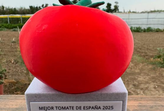 Tomate Zaragozano, de variedad en peligro de extinción a Mejor Tomate de España 2025