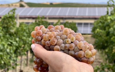 Bodega Sommos inicia la vendimia 2025 estrenando el sello de sostenibilidad internacional IWCA