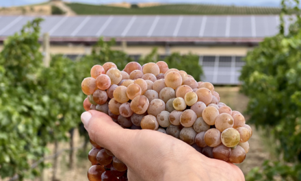 Bodega Sommos inicia la vendimia 2025 estrenando el sello de sostenibilidad internacional IWCA