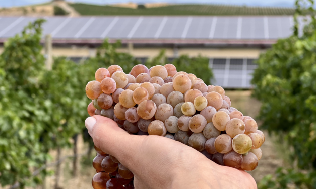 Bodega Sommos inicia la vendimia 2025 estrenando el sello de sostenibilidad internacional IWCA