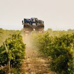 Bodegas Care arranca la vendimia 2025: un año singular en el viñedo