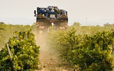 Bodegas Care arranca la vendimia 2025: un año singular en el viñedo