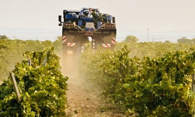 Bodegas Care arranca la vendimia 2025: un año singular en el viñedo