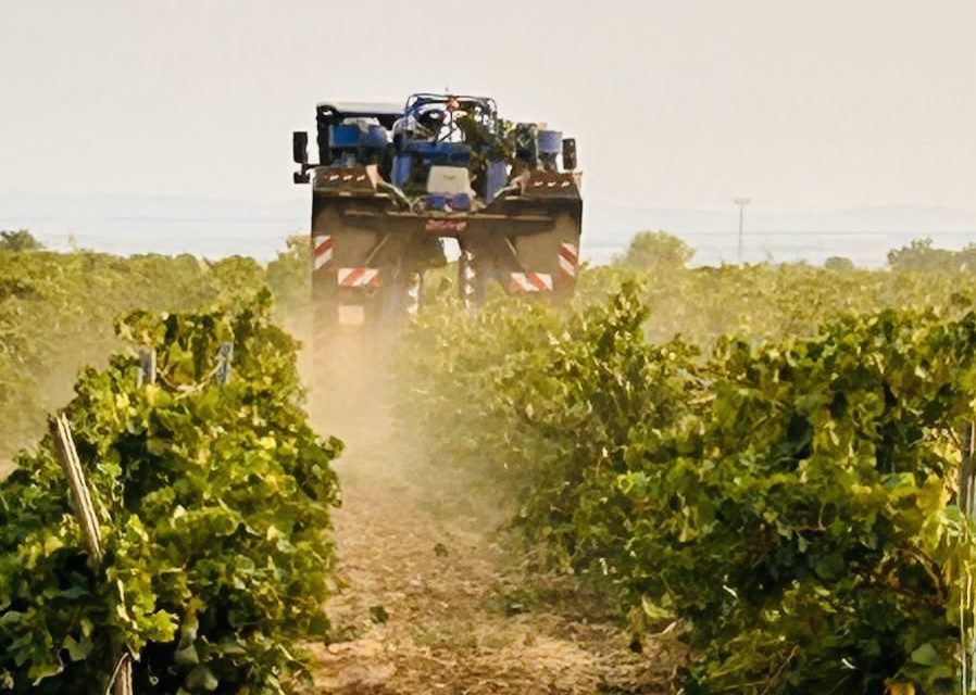 Bodegas Care arranca la vendimia 2025: un año singular en el viñedo