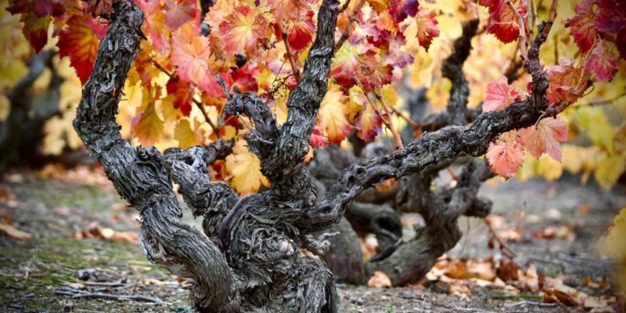 La garnacha de la DOP Campo de Borja viaja a Nueva York y California