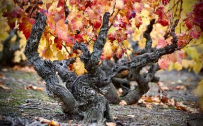 La garnacha de la DOP Campo de Borja viaja a Nueva York y California