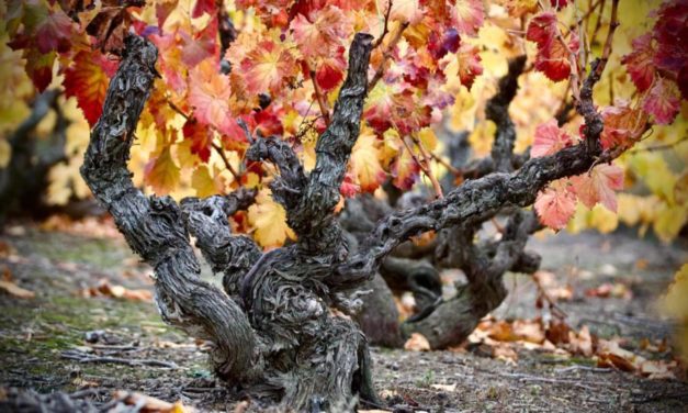 La garnacha de la DOP Campo de Borja viaja a Nueva York y California